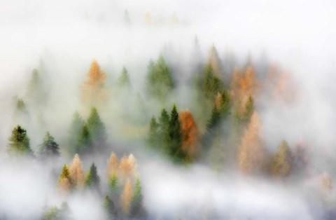 Framed Autumn Dream Print