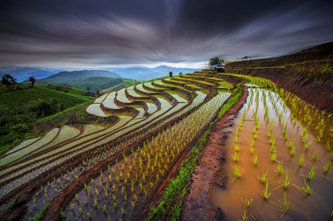 Framed Unseen Rice Field Print