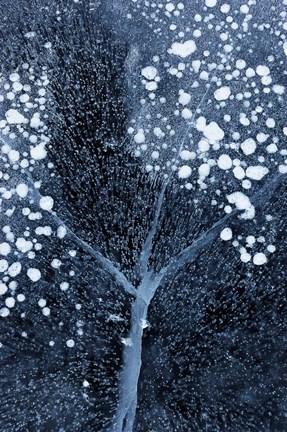 Framed Winter Blossom Print