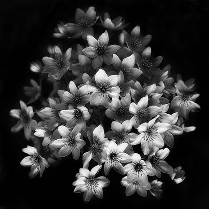 Framed Early Sensation Print