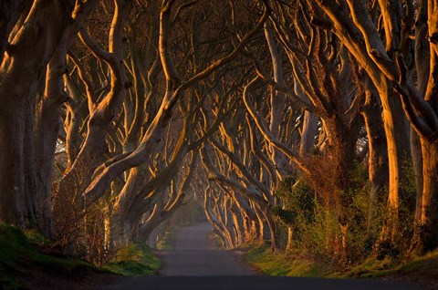 Framed Dark Hedges In the Morning Sunshine Print