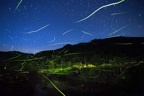 Framed Light of Fireflies Print