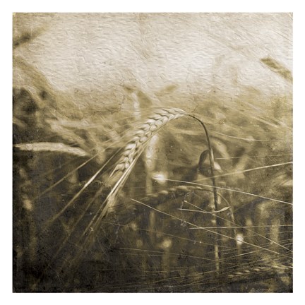 Framed Wheat Fields Mate Print