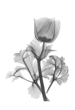 Framed Lonely Anemone Print