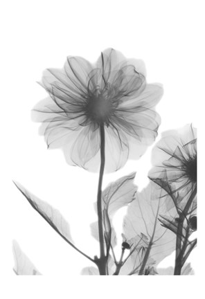 Framed Dahlia Twins Print