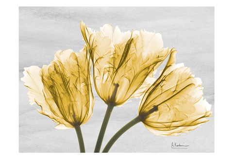 Framed Sunny Trio Tulips Print
