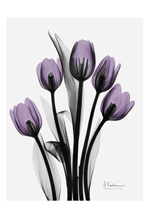 Framed Five Tulips Print