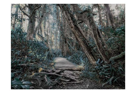 Framed Path In The Forest 2 Print