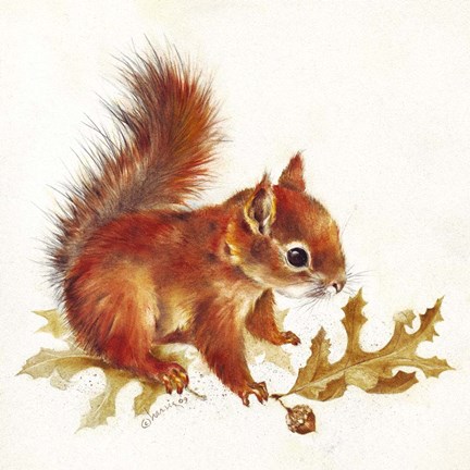 Framed Red Squirrel Print