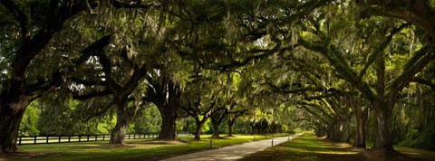 Framed Southern Canopy Print