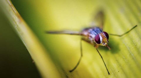 Framed Fly Print