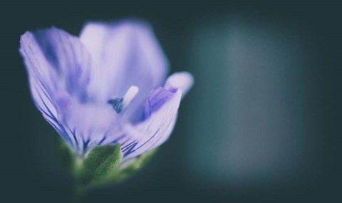 Framed Macro Purple Flower Print