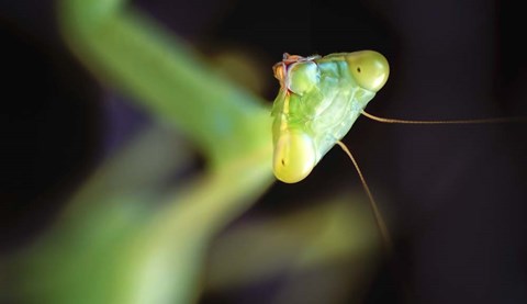 Framed Mantis Print