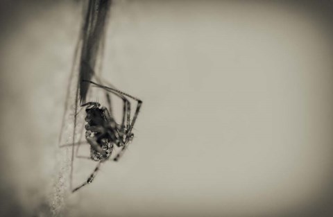 Framed Spider 1 Print