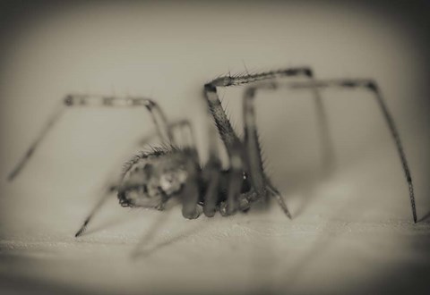 Framed Spider 2 Print