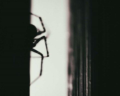 Framed Spider 3 Print