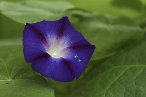 Framed Morning Glory 1 Print