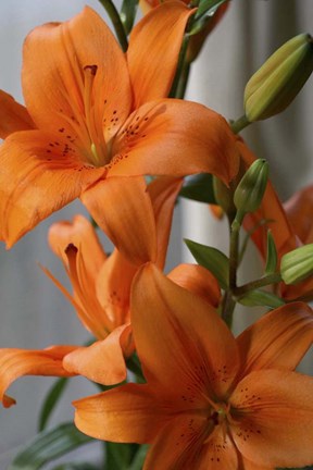 Framed Tiger Lillies Print