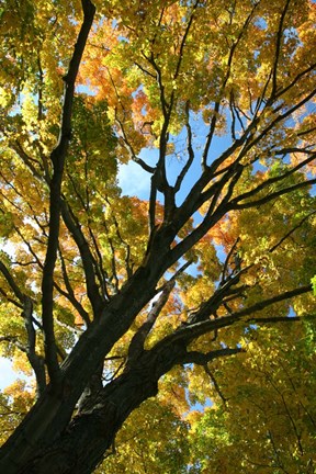 Framed Autumn Maple Vertical Print