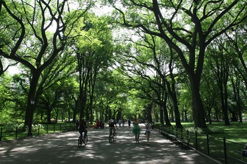 Framed Central Park Mall Summer Print