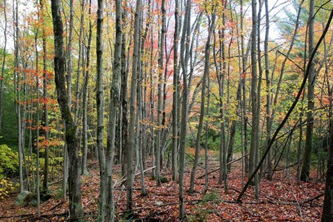 Framed Grey Tree Stand Autumn Print