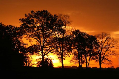 Framed Orange Sunrise Treeline Print