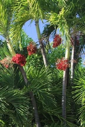 Framed Palm Fruit Vertical Print