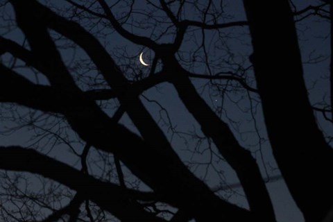 Framed Silhouette Branches Moon Venus Print