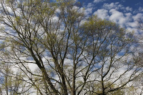 Framed Spring Branches Clouds Print