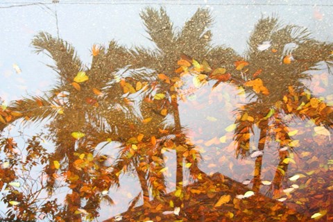 Framed Palm Reflection Print