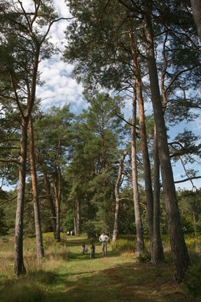 Framed Pine Path Vertical Print