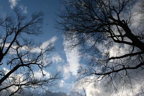 Framed Trees Reaching Out Print
