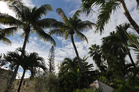 Framed Tropical Trees Rooftops Print
