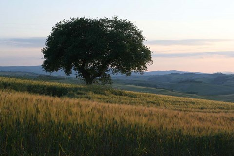 Framed Tuscan Hillside Print