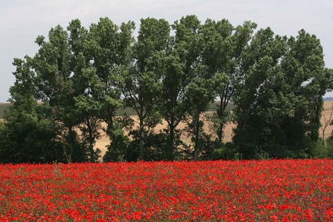 Framed Tuscan Treeline Poppies Print