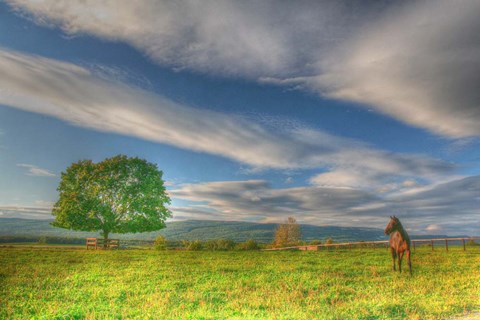 Framed Big Sky Paddock Print