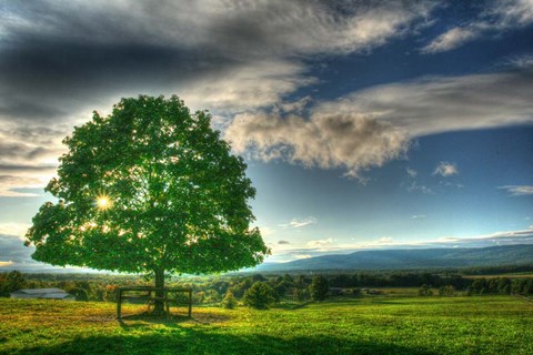 Framed Blue Chip Sunset Tree Print