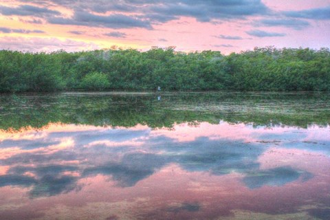 Framed Heron And Mangroves Print