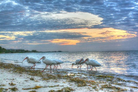 Framed Ibis At Sunrise Print
