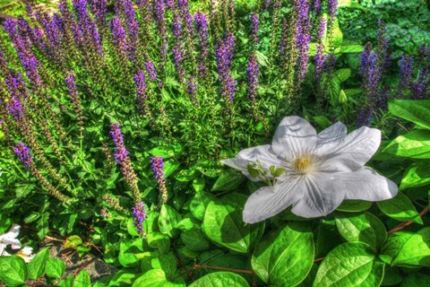 Framed Lilypad Print