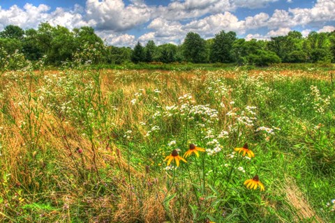 Framed Painted Daisy Meadow Print