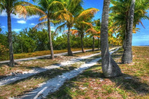 Framed Palm Road Print