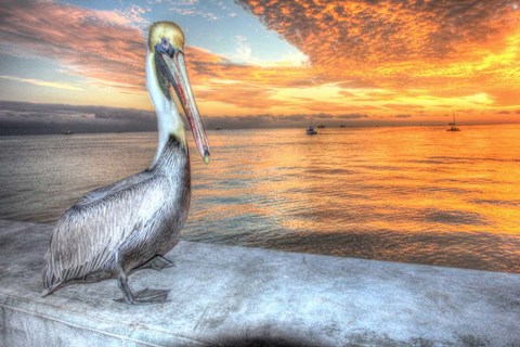 Framed Pelican And Fire Sky Print