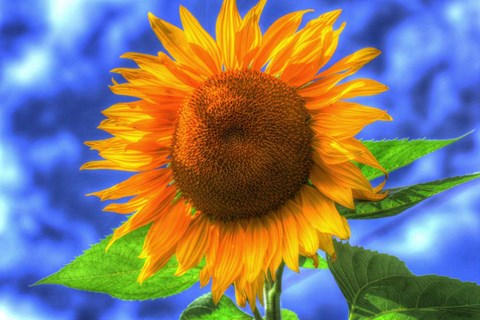 Framed Singular Beauty Print