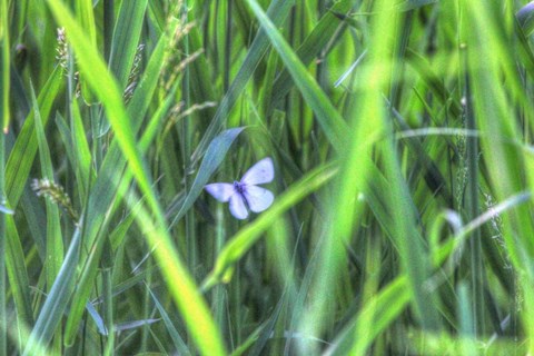 Framed Splendor In The Grass Print