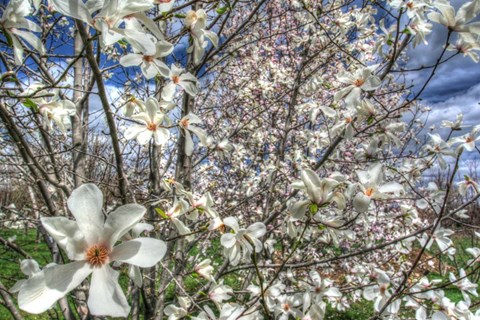 Framed Spring Blossoms Print