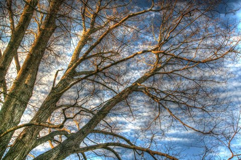 Framed Bare Branches 2 Print
