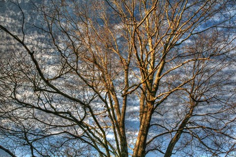 Framed Bare Branches 3 Print