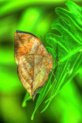 Framed Butterfly 8 Print
