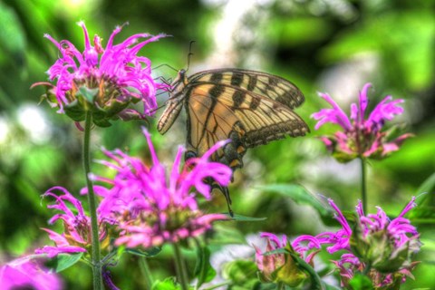 Framed Butterfly 14 Print